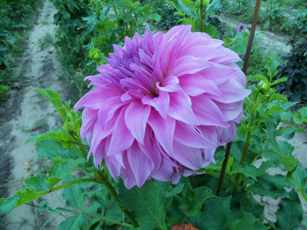 dahlias 2013 022.JPG
