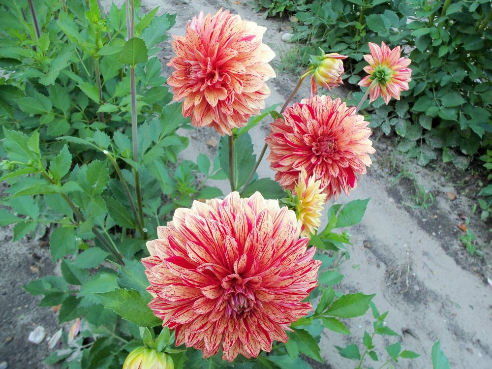 dahlias 2013 023.JPG