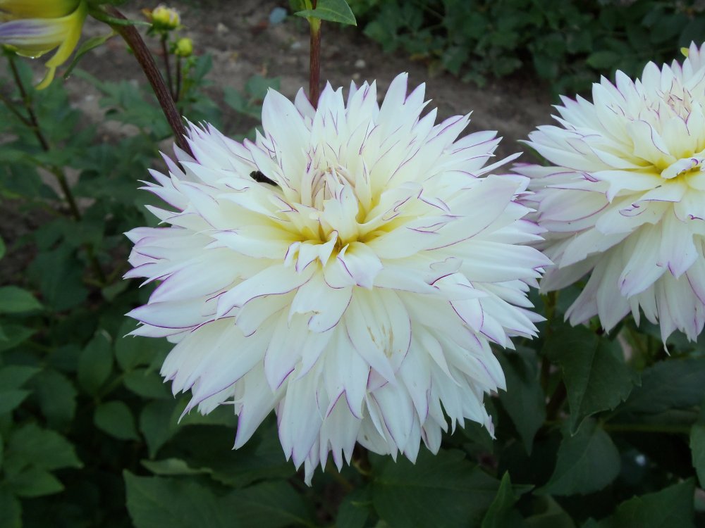 dahlias 2013 028.JPG