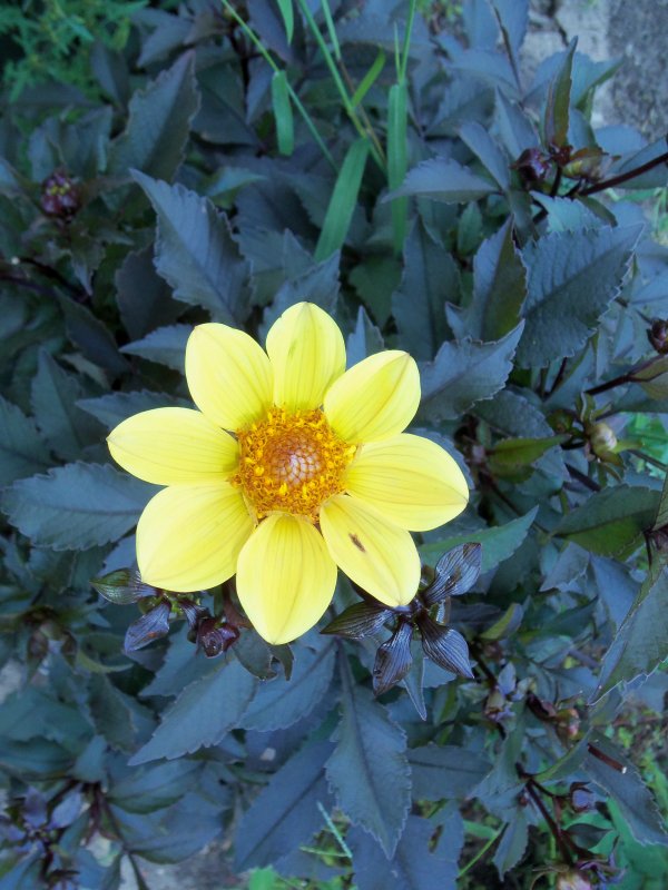 dahlias 2013 031.JPG
