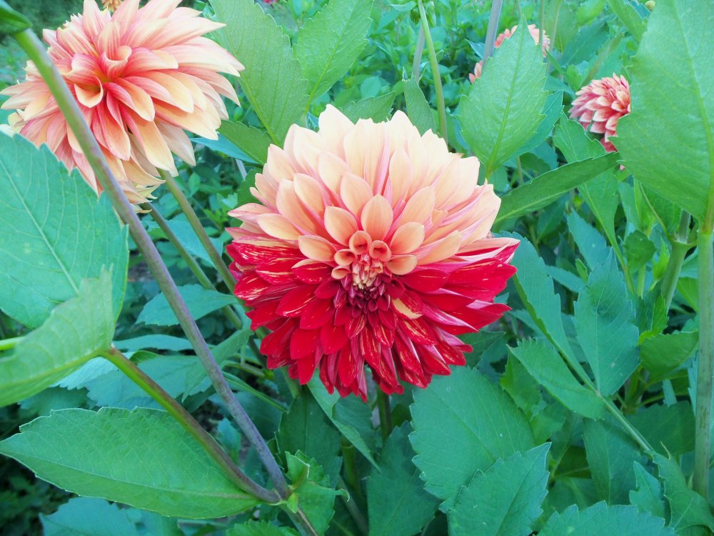 dahlias 2013 035.JPG