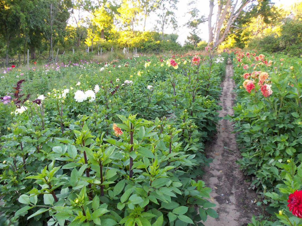 dahlias 2013 037.JPG