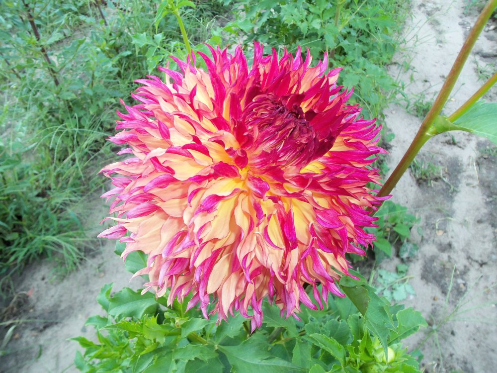 dahlias 2013 040.JPG