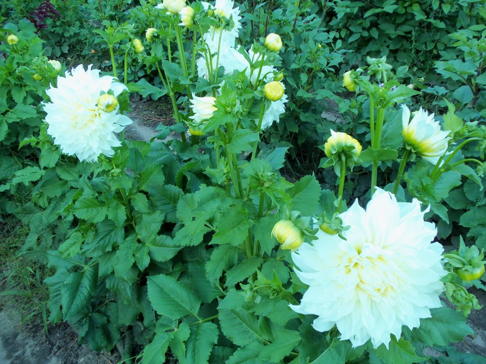 dahlias 2013 041.JPG