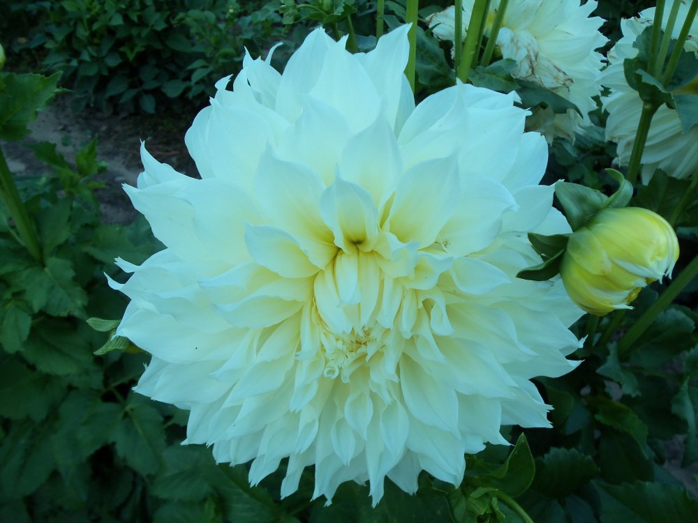 dahlias 2013 042.JPG