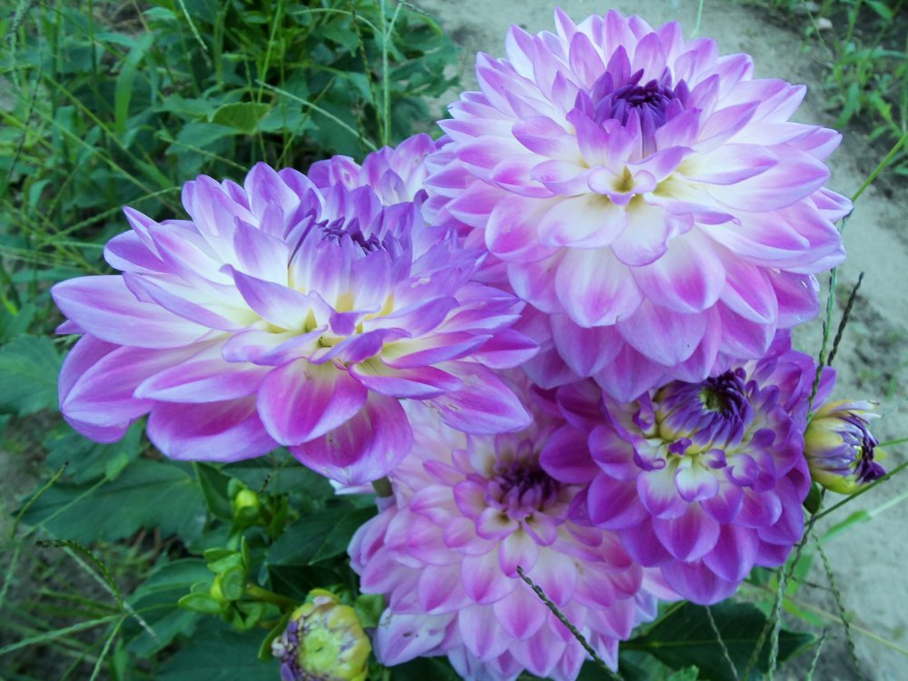 dahlias 2013 044.JPG