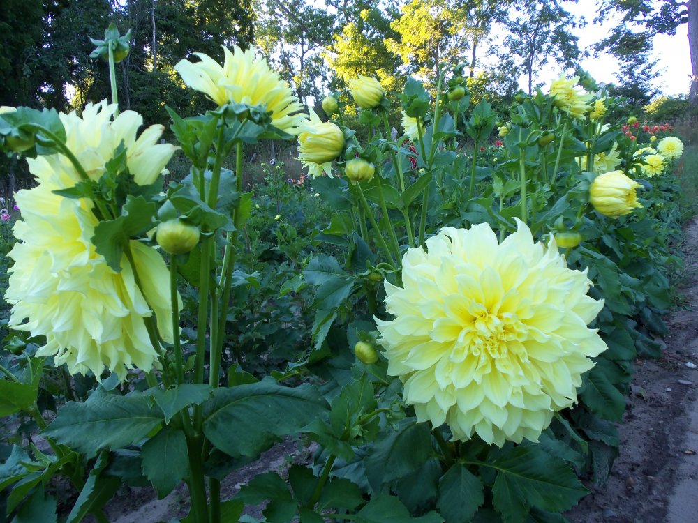 dahlias 2013 050.JPG