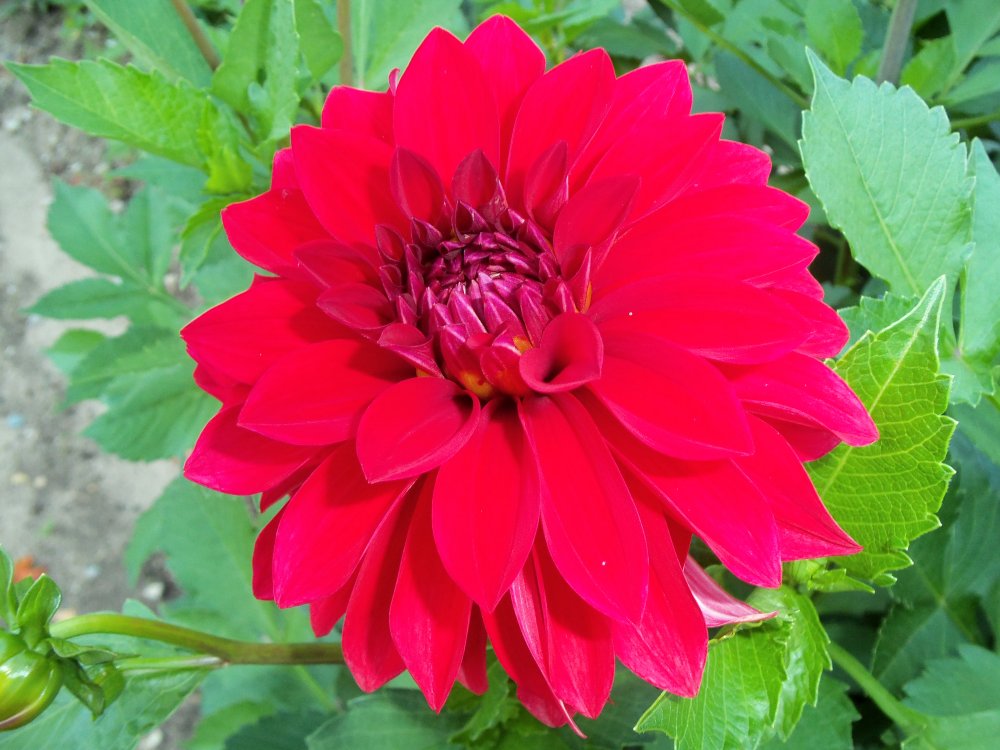 dahlias 2013 055.JPG