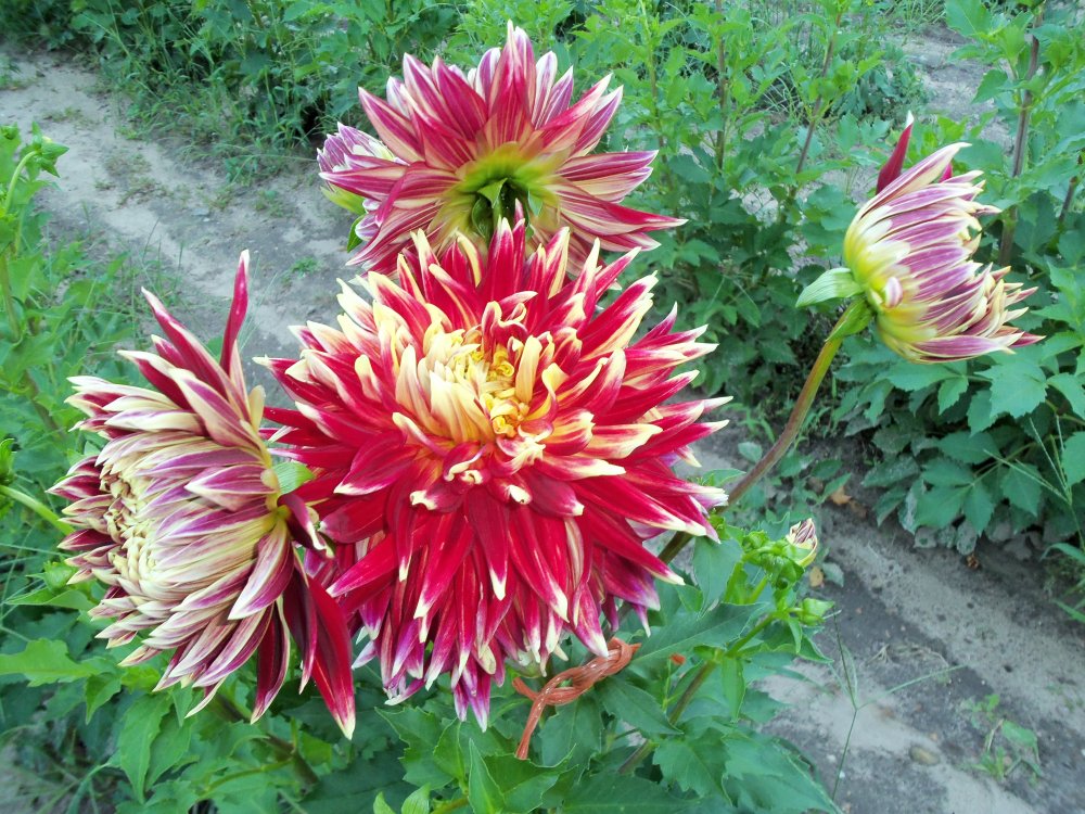 dahlias 2013 062.JPG
