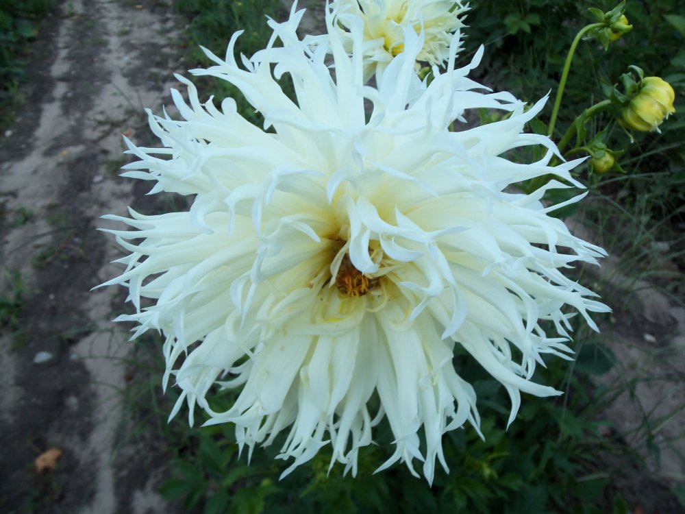 dahlias 2013 066.JPG