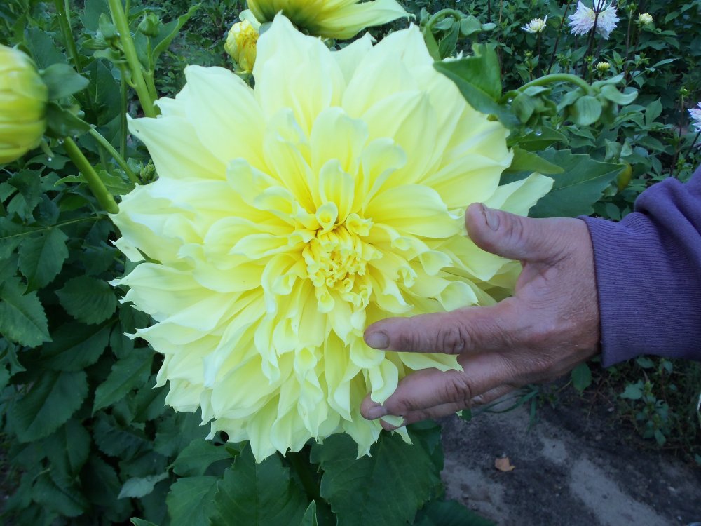 dahlias 2013 067.JPG