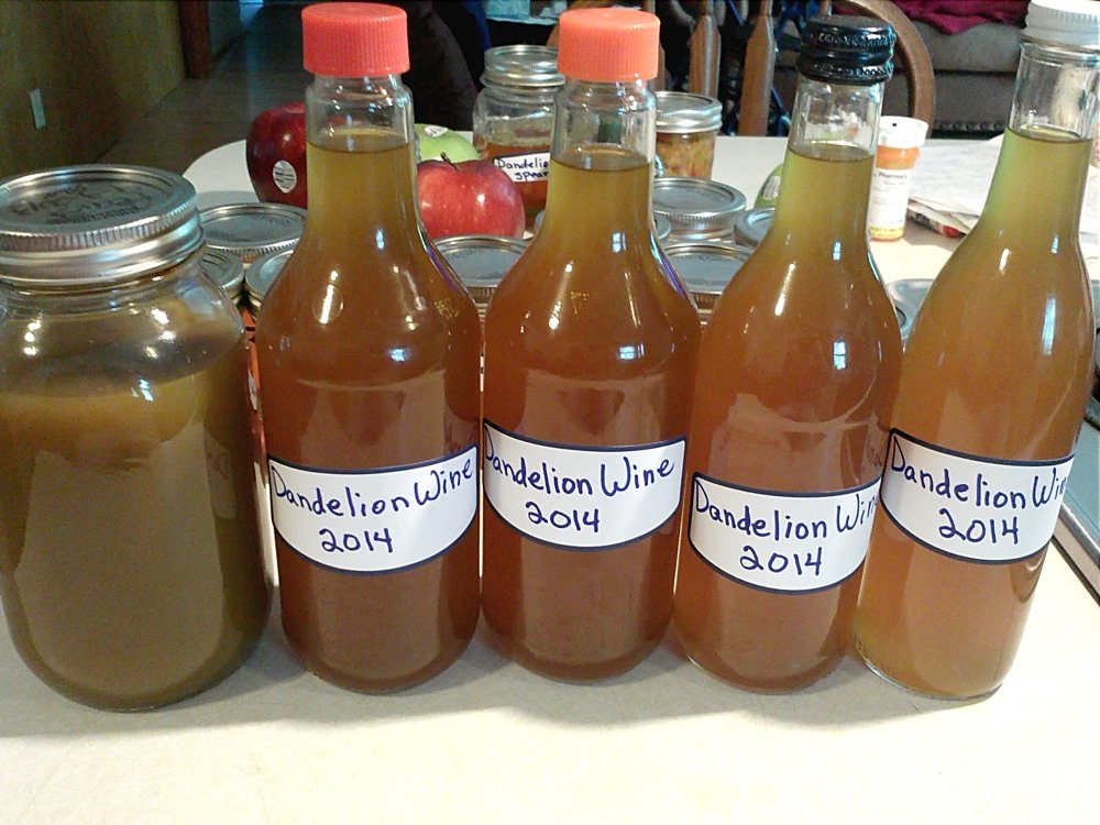 Dandelion wine bottles.jpg
