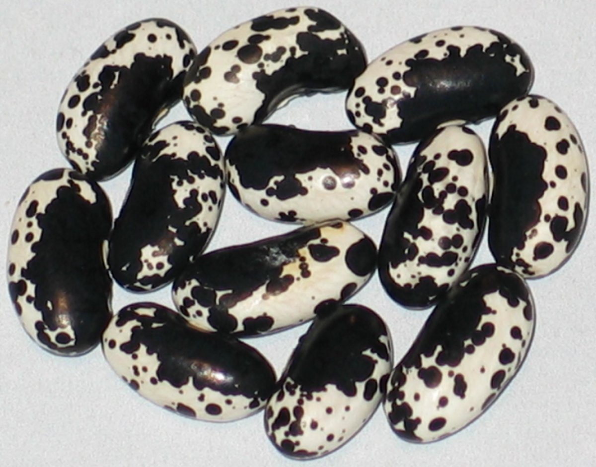 danish-cat-Smooth Podded.jpg
