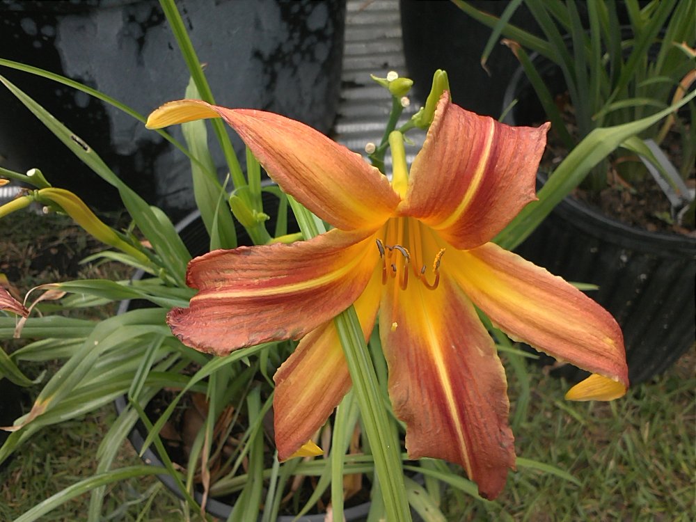Daylilly peach eyed prism.jpg