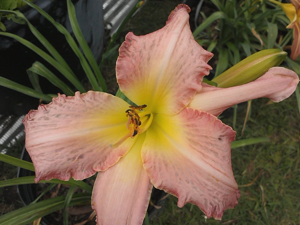 Daylilly pink posey cheeks.jpg