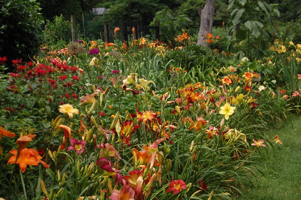 daylily and flowers.jpg
