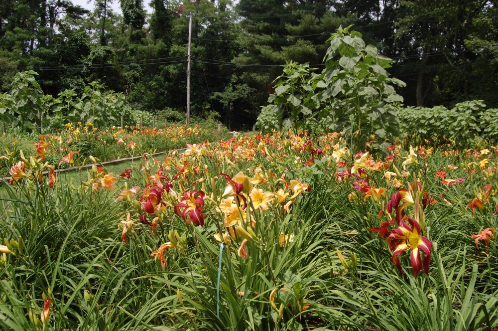 daylily and sunflowers.jpg