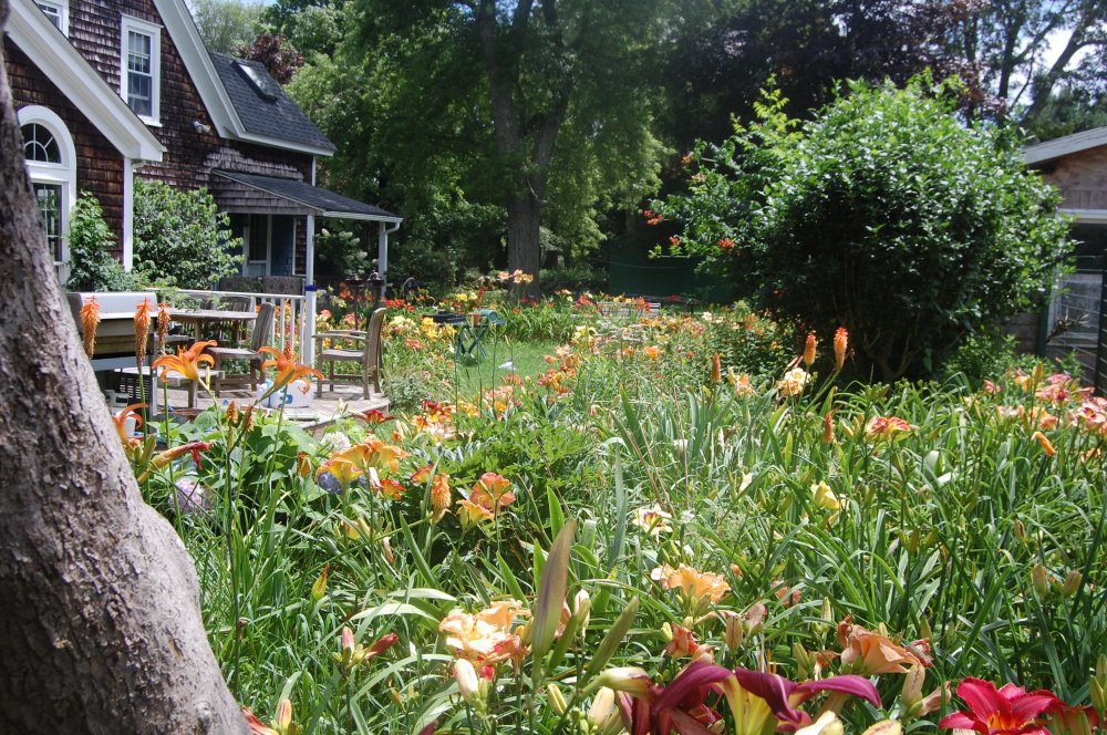 daylily panarama.jpg