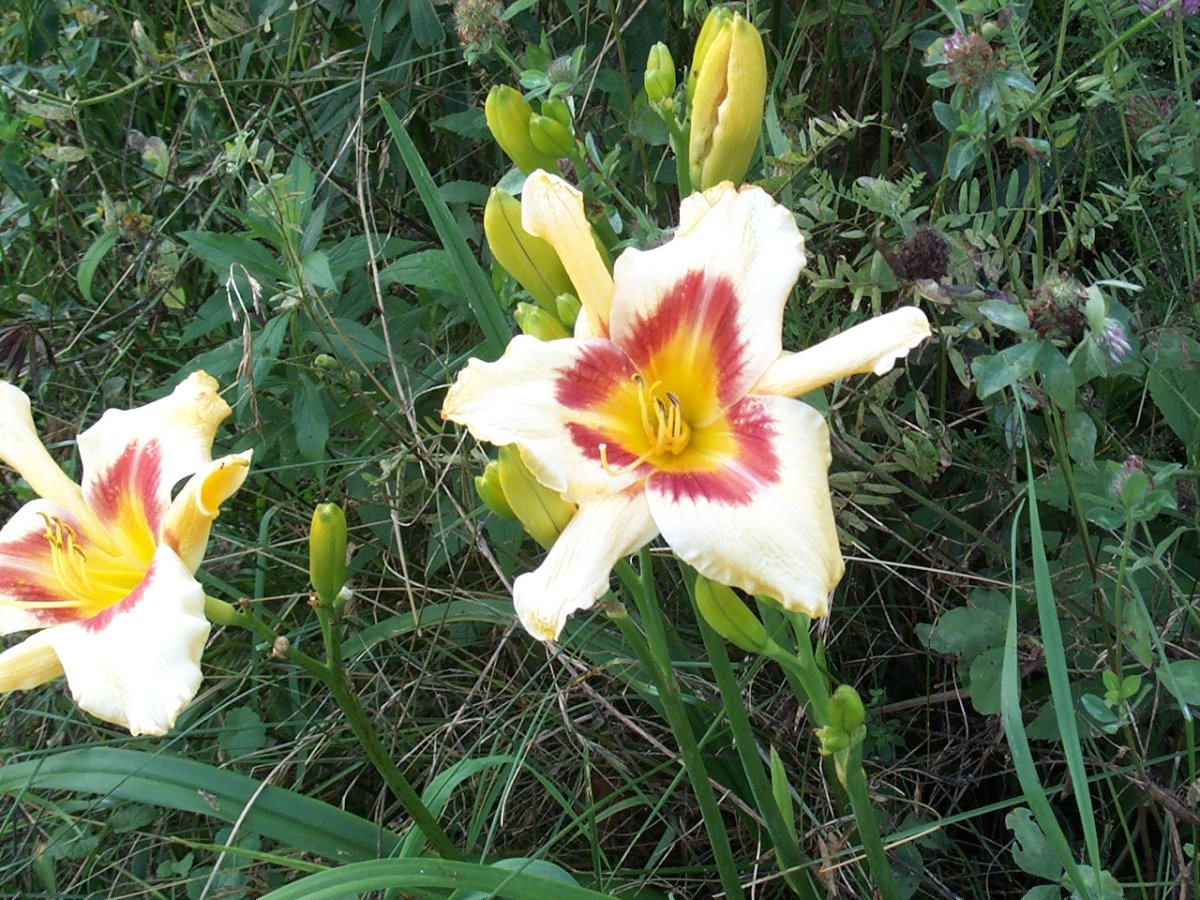 DaylilyTigerSwirlInOrangeGarden.JPG