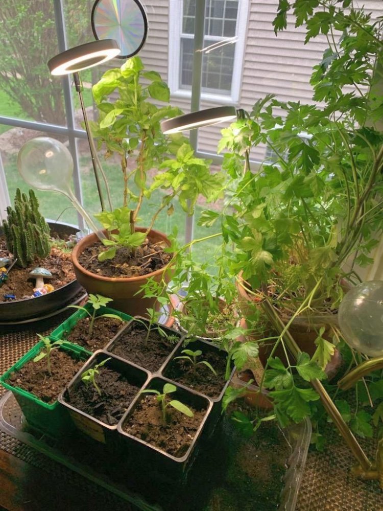 DDs 6 tomatoes now home, 04-23-23.jpg