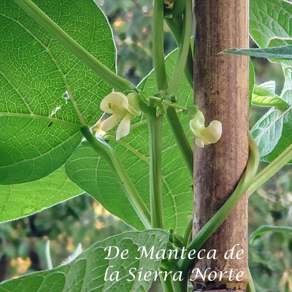 De_Manteca_de_la_Sierra_Norte_b_2025.jpg