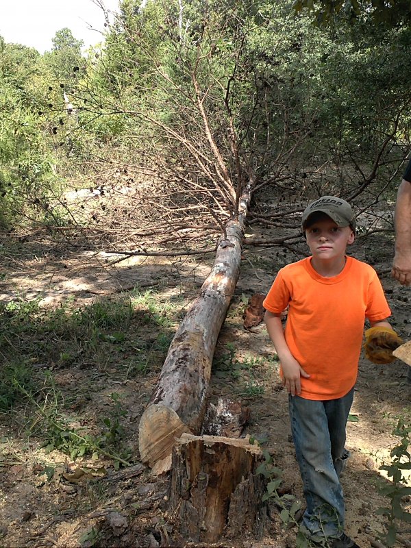 Dead pine down.jpg