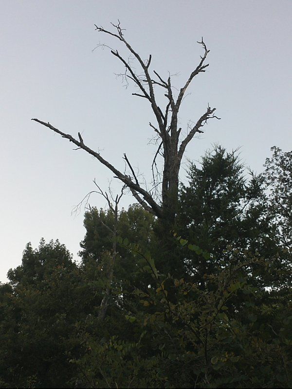 Dead tree.jpg