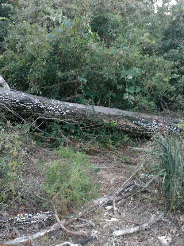 Dead tree log.jpg