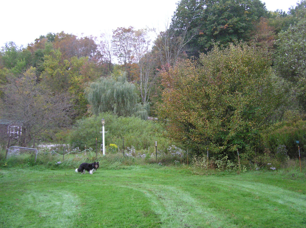 DeadAndLivingCrabappleTrees29Sep2023.JPG