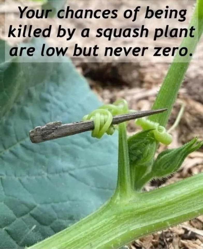 deadly squash plant.jpg