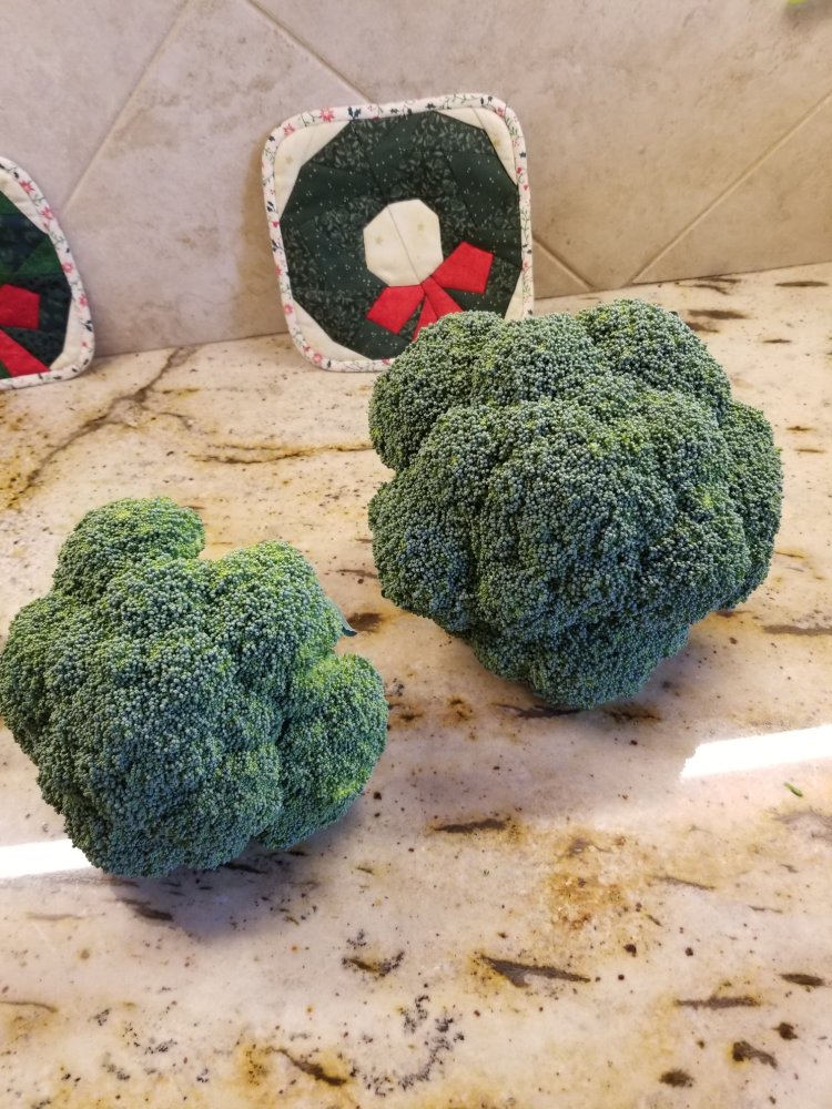 December Broccoli.jpg