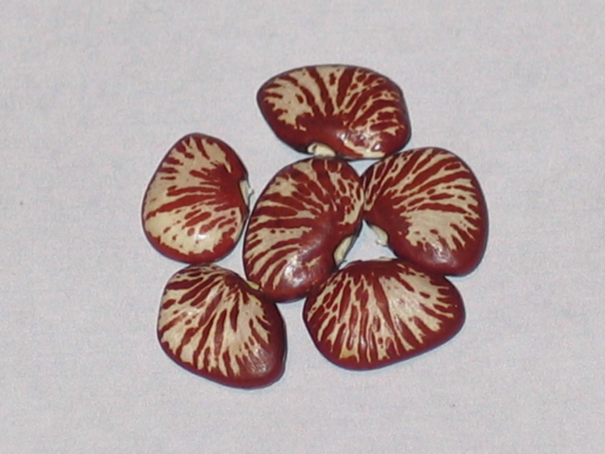 Deep Red Ping Zebra.jpg