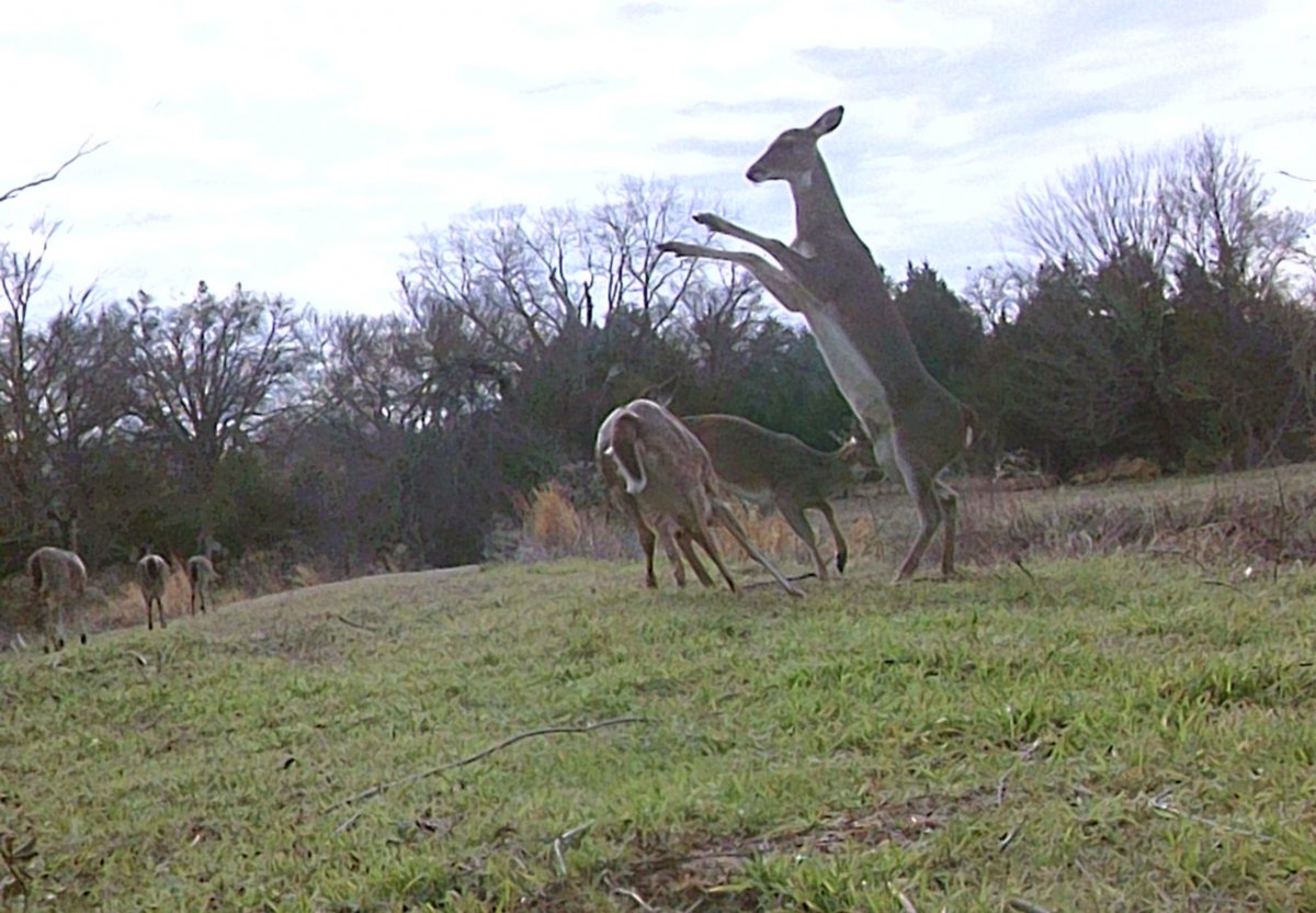 DEER.JPG