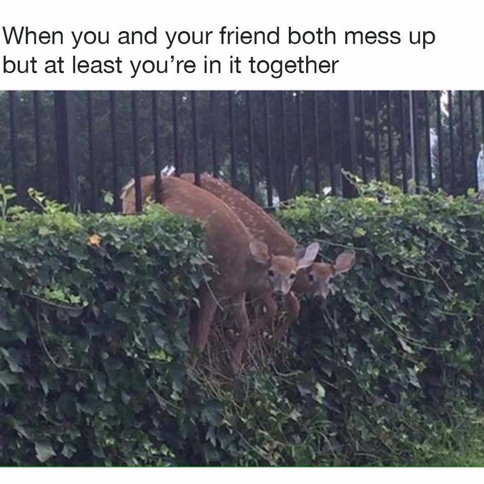 deer messed up.jpg