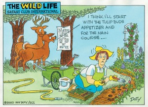deer_in_garden_cartoon1.jpg