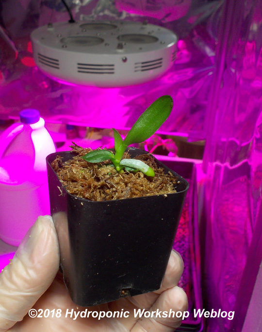 Deflasked phalaenopsis seedling.jpg
