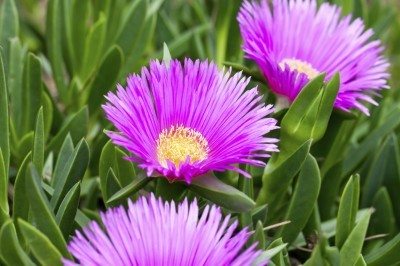 Delosperma - ice plant.jpg
