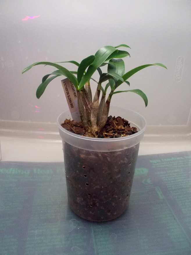dendrobium.jpg