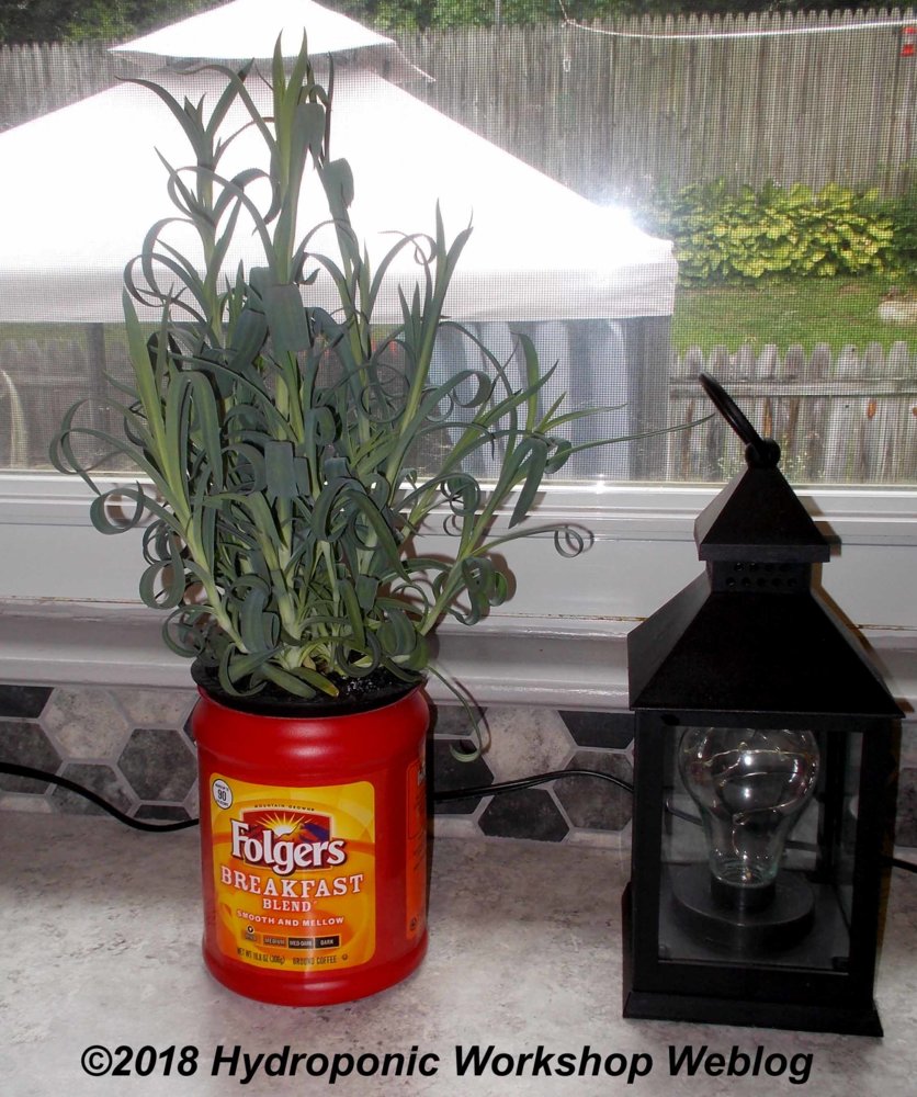 dianthus.jpg