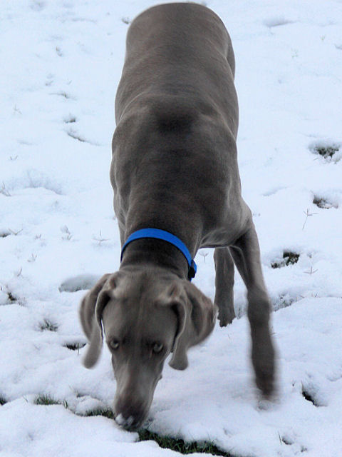 Dieter_Snow_2_120817.jpg