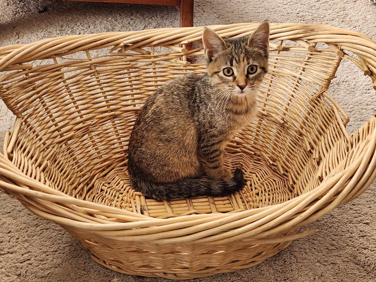 Digby doing Easter kitten business, 03-10-24.jpg
