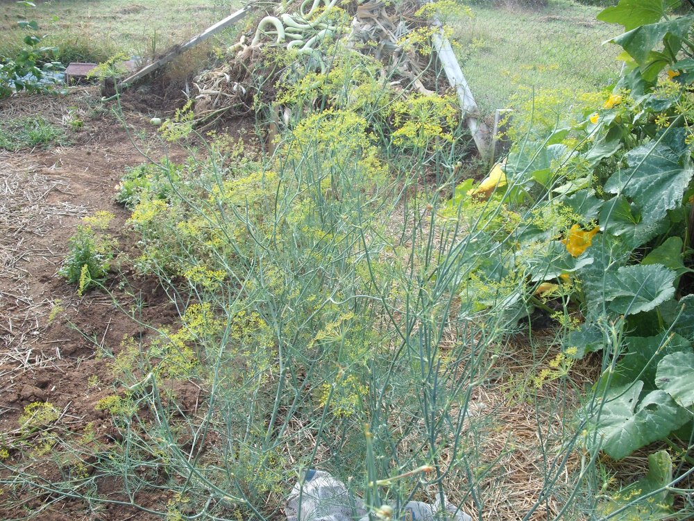 Dill.JPG