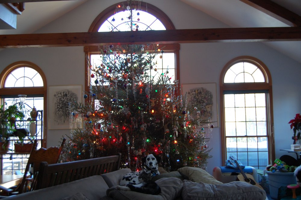 dog and tree.jpg