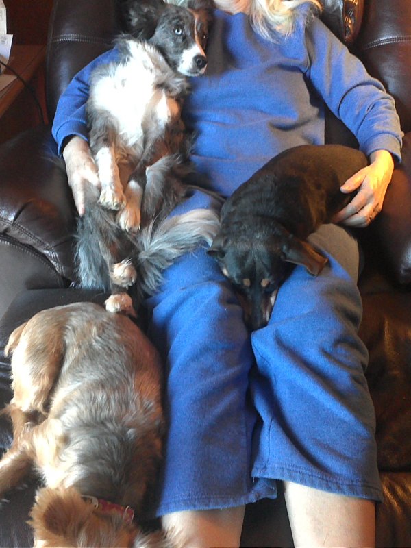 Dog Bed.jpg