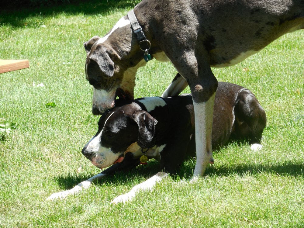 dog great dane.JPG