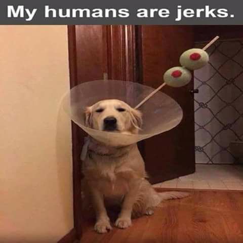 dogcostume.jpg