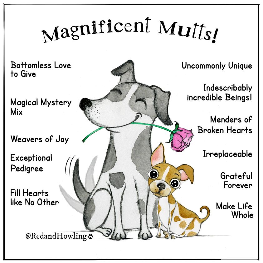 dogs are incredible.jpg
