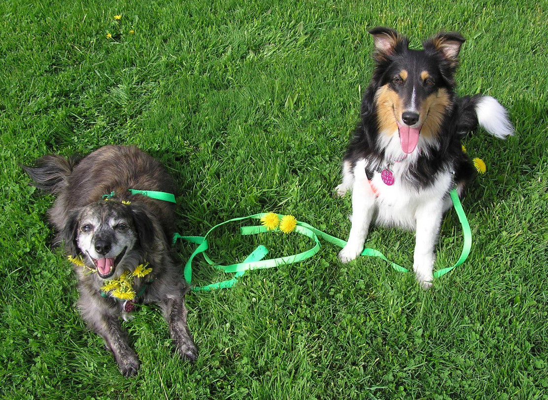DogsInDandelions.jpg
