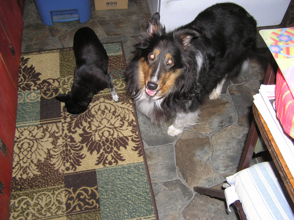 DogsLookingForHandouts.JPG