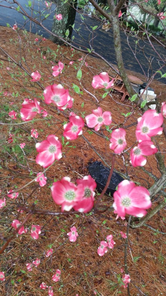 dogwood2.jpg